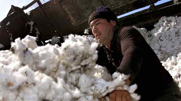 An Uzbek worker pushes raw cotton: The&nbsp;International Labor Organization says forced labor in the industry has fallen to negligible levels.