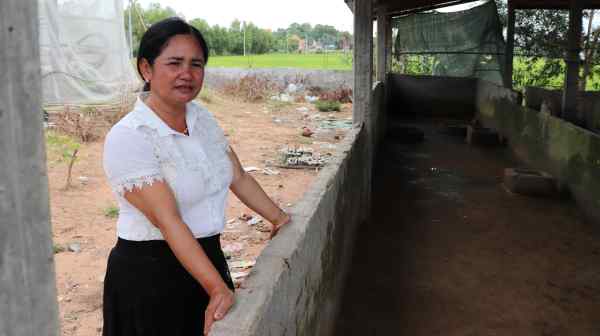 Cambodian authorities in June ordered the destruction of&nbsp;Bun Kim Long's 80 pigs. Like many smallholder pig raisers across Asia, her business is in tatters. (photo by Shaun Turton)