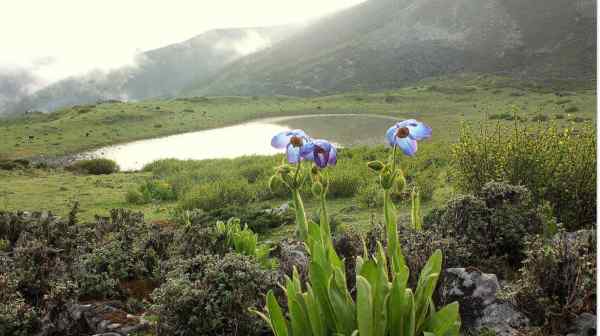 The Sakteng wildlife sanctuary lies adjacent to the Indian state of Arunachal Pradesh, a sensitive region that China also&nbsp;claims.&nbsp;(Photo from the&nbsp;wildlife sanctuary's Facebook account)