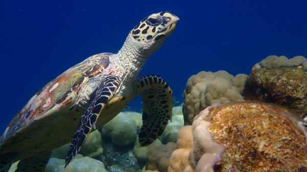 A young hawksbill turtle swims toward the surface in waters off the Maldives.&nbsp;(Courtesy of Olive Ridley Project)