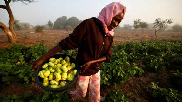 A Senegalese farmer carries freshly harvest eggplants: India and Africa can strengthen agribusiness ties by channeling funds into agrotechnology.