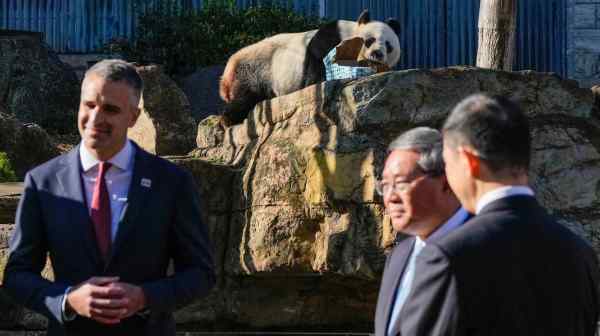 Wang Wang the panda chews a box as South Australian Premier Peter Malinauskas and China's Premier Li Qiang listen to a Zoo ranger at Adelaide Zoo&nbsp;on June 16.