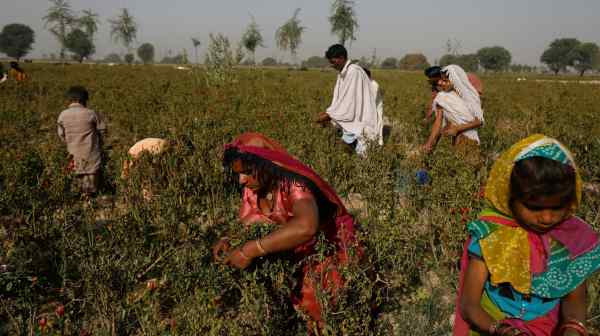 A family harvests red chili peppers in Pakistan. The IMF has asked Pakistan to tax agriculture.