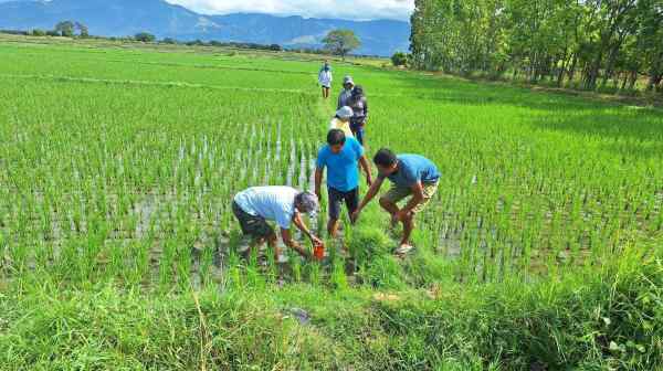 Creattura is helping rice farmers in the Philippines cut methane emissions from their paddies. (Creattura)