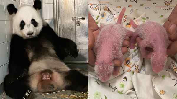 Giant panda Ying Ying before labor, and her&nbsp;twins, a female (left) and a male. (Photo by Ocean Park Hong Kong)