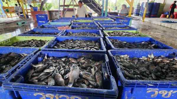 Thai authorities are&nbsp;purchasing blackchin tilapia at above market prices in an effort to control the population. (Thailand Ministry of Agriculture and Cooperatives)